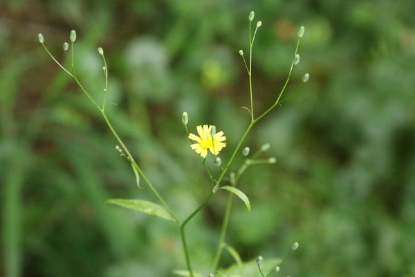 photo of Nipplewort