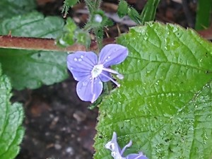 photo of Germander Speedwell