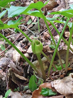 photo of Lords And Ladies