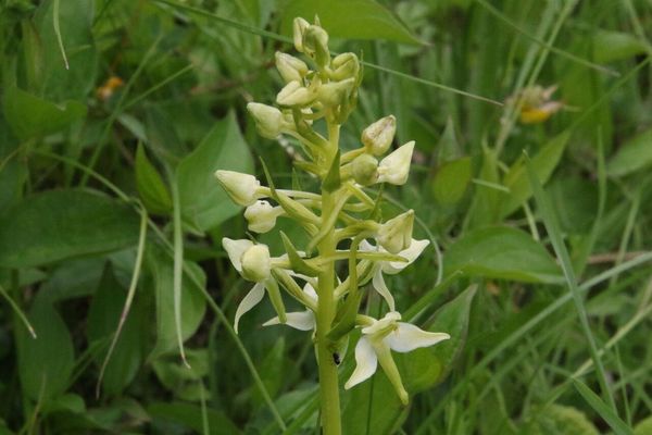 photo of Greater Butterfly Orchid
