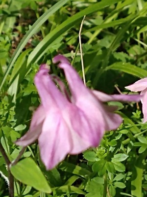 photo of Columbine