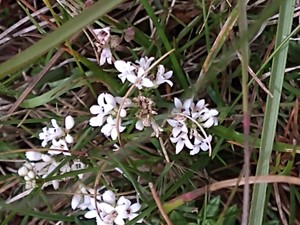 photo of Sqinancywort