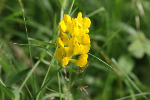 photo of Meadow Vetchling