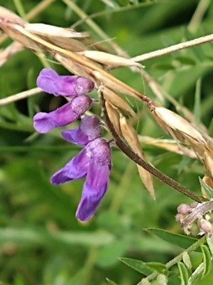 photo of Fodder Vetch