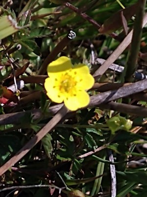 photo of Creeping Cinquefoil