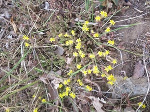photo of Biting Stonecrop