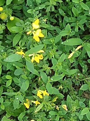 photo of Bird's Foot Trefoil