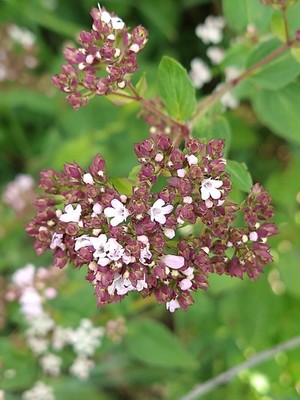 photo of Wild Marjoram