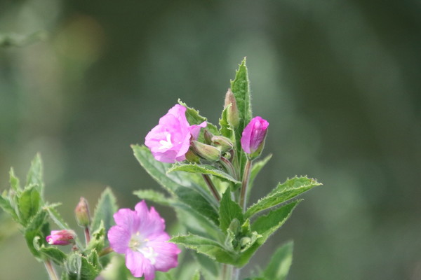 photo of Great Willowherb