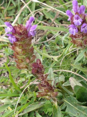 photo of Selfheal