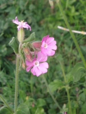 photo of Red Campion