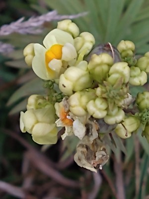 photo of Common Toadflax