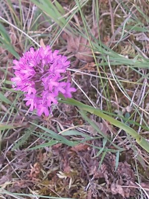 photo of Pyramidal Orchid