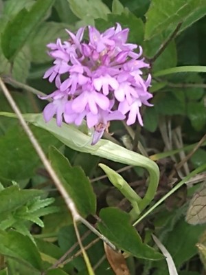 photo of Pyramidal Orchid