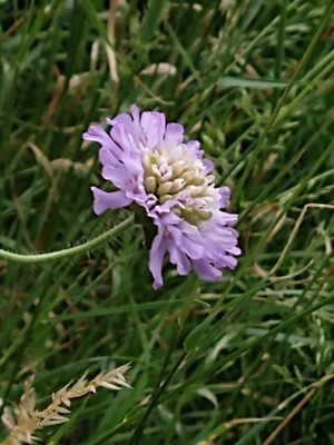 photo of Field Scabious