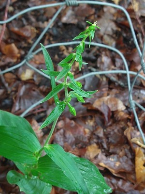 photo of Narrow Lipped Helleborine