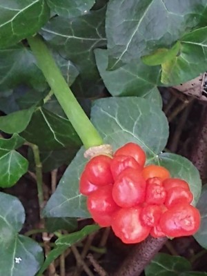 photo of Italian Arum