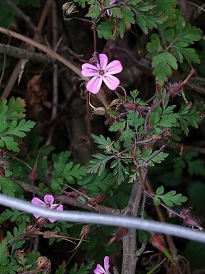 photo of Herb Robert