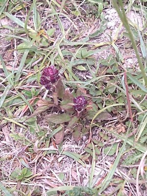 photo of Selfheal