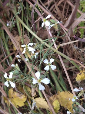 photo of Wild Radish