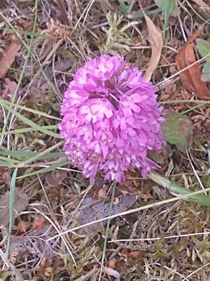 photo of Pyramidal Orchid