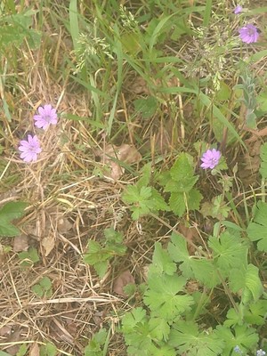 photo of Hedgerow Crane's Bill