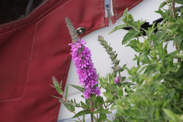 photo of Purple Loosestrife