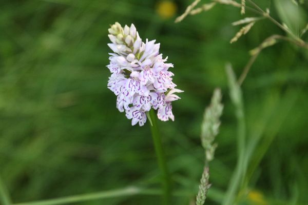 photo of Common Spotted Orchid