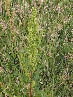 photo of Curled Dock