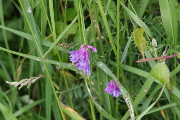 photo of Tufted Vetch