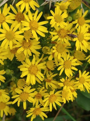 photo of Ragwort