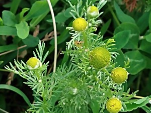 photo of Pineappleweed