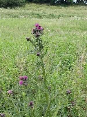 photo of Marsh Thistle