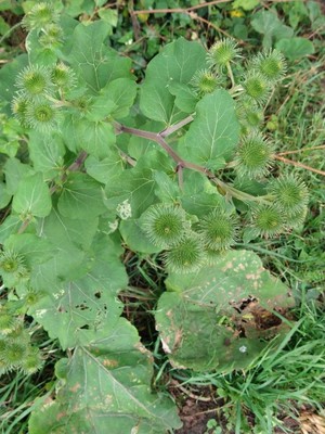 photo of Lesser Burdock