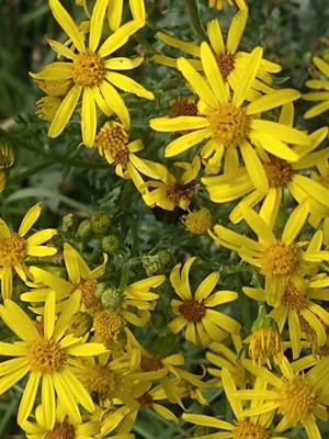 photo of Ragwort