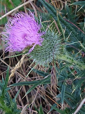 photo of Spear Thistle