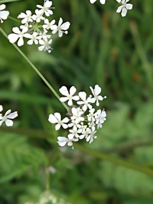 photo of Cow Parsley