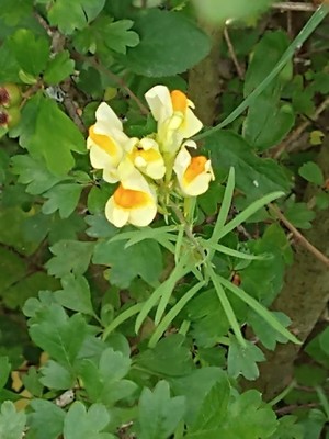 photo of Common Toadflax