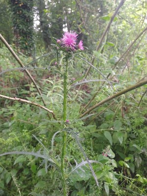 photo of Marsh Thistle