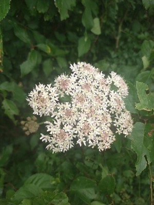 photo of Hogweed