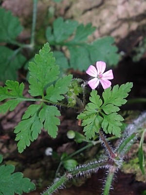 photo of Herb Robert