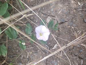 photo of Field Bindweed