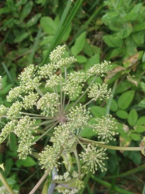 photo of Wild Angelica