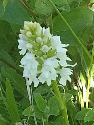 photo of Chalk Fragrant Orchid