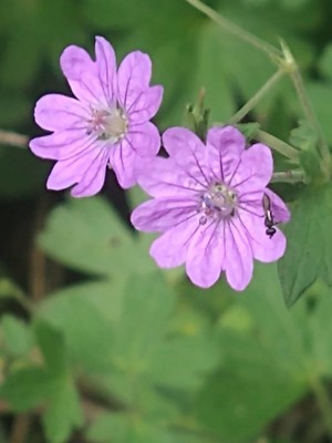 photo of Hedgerow Crane's Bill