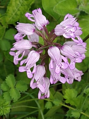 photo of Military Orchid
