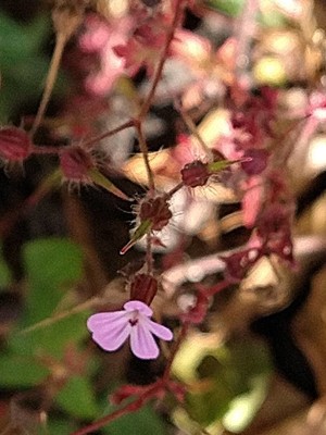 photo of Herb Robert