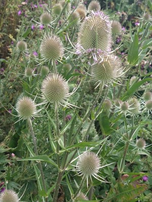 photo of Teasel