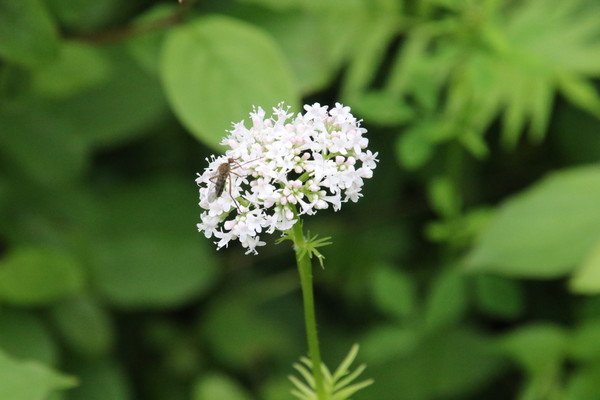 photo of Marsh Valerian