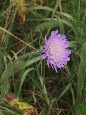 photo of Field Scabious